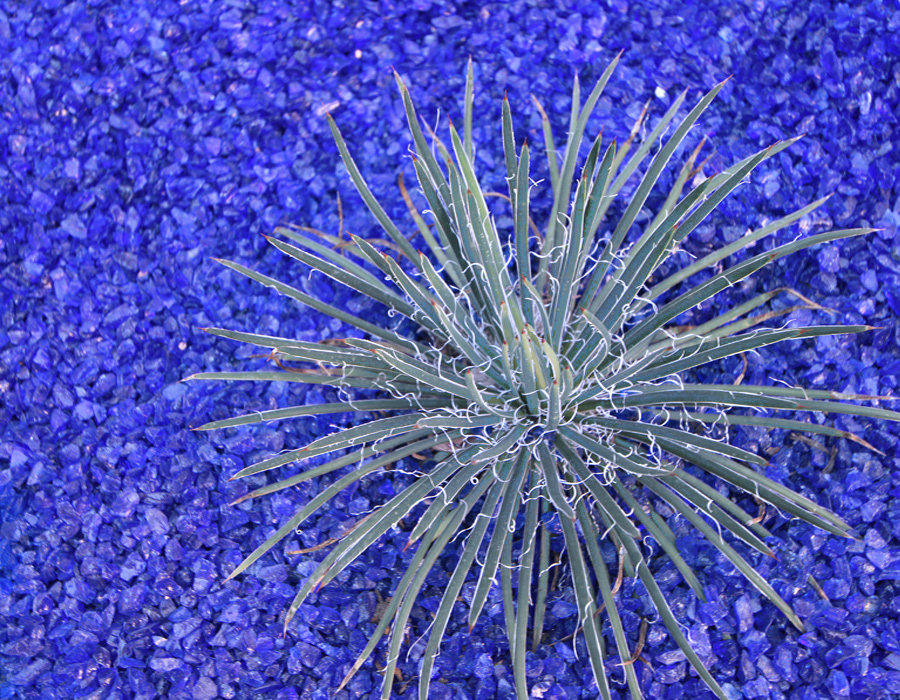 All of the plant material in the garden has "blue" or blue-gray colored leaves.  